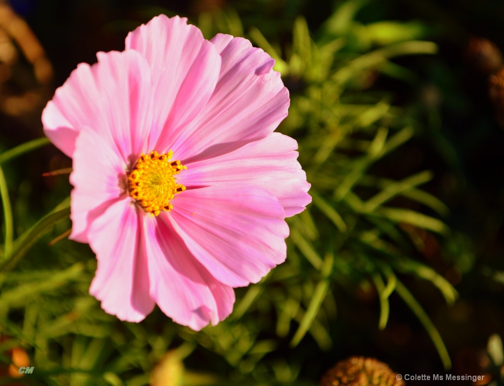 PINK POPPY 16.JPG