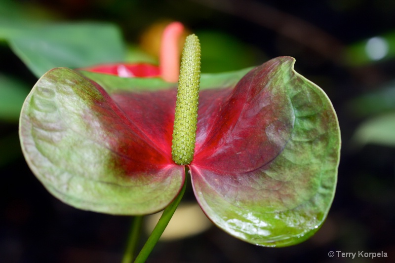 Hilo Botanical Garden - ID: 15265294 © Terry Korpela