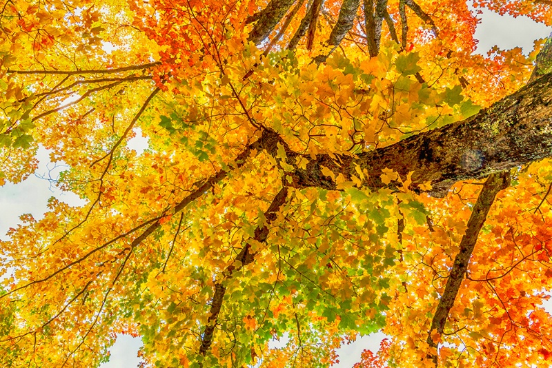 Under-Cover Autumn - ID: 15265300 © Jeff Robinson