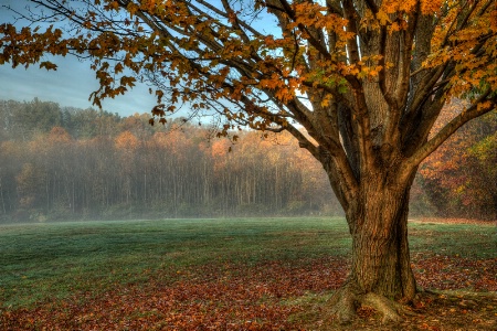 Fall Trees