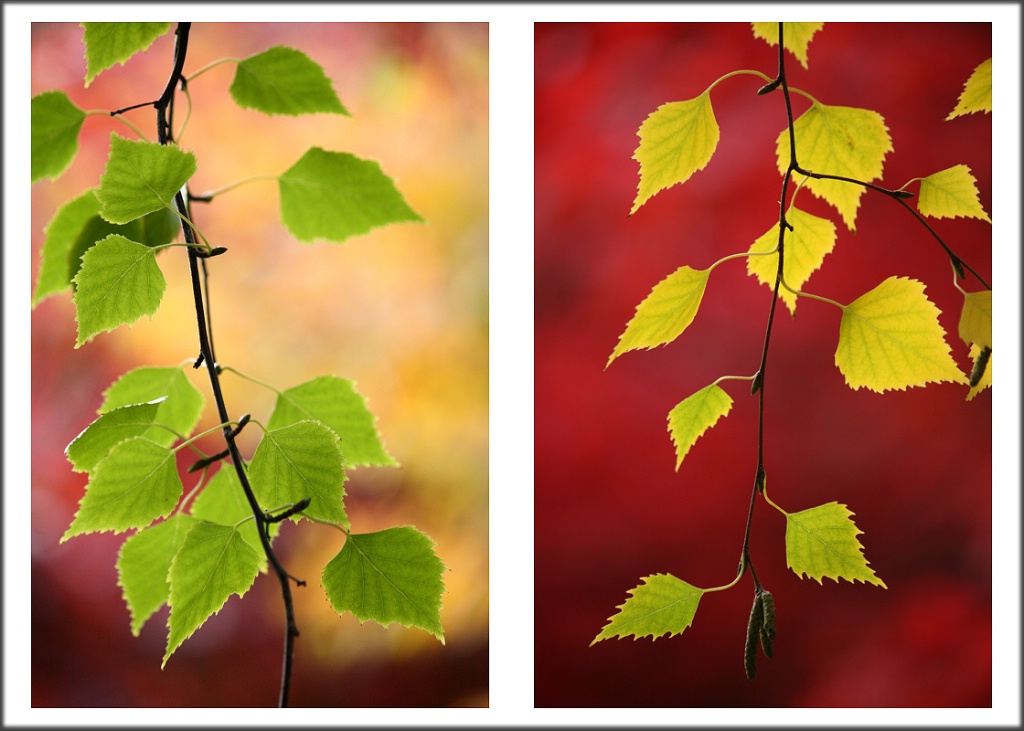 One birch tree, two visions