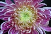 Unfurling