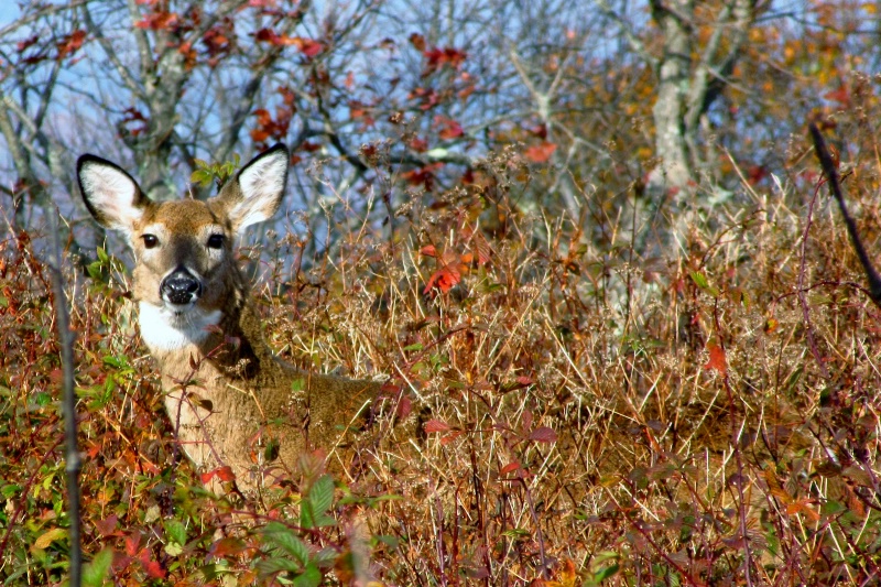 Autumn Deer