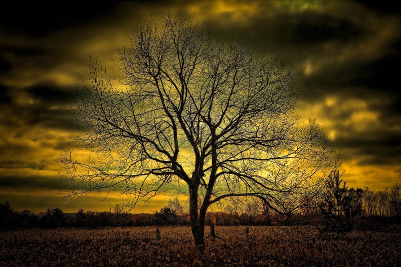 Lonely Tree