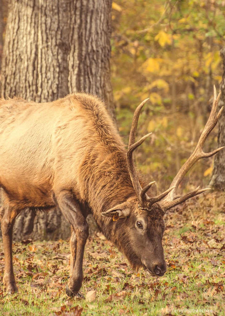 Grazing Elk - ID: 15266776 © Terry Piotraschke