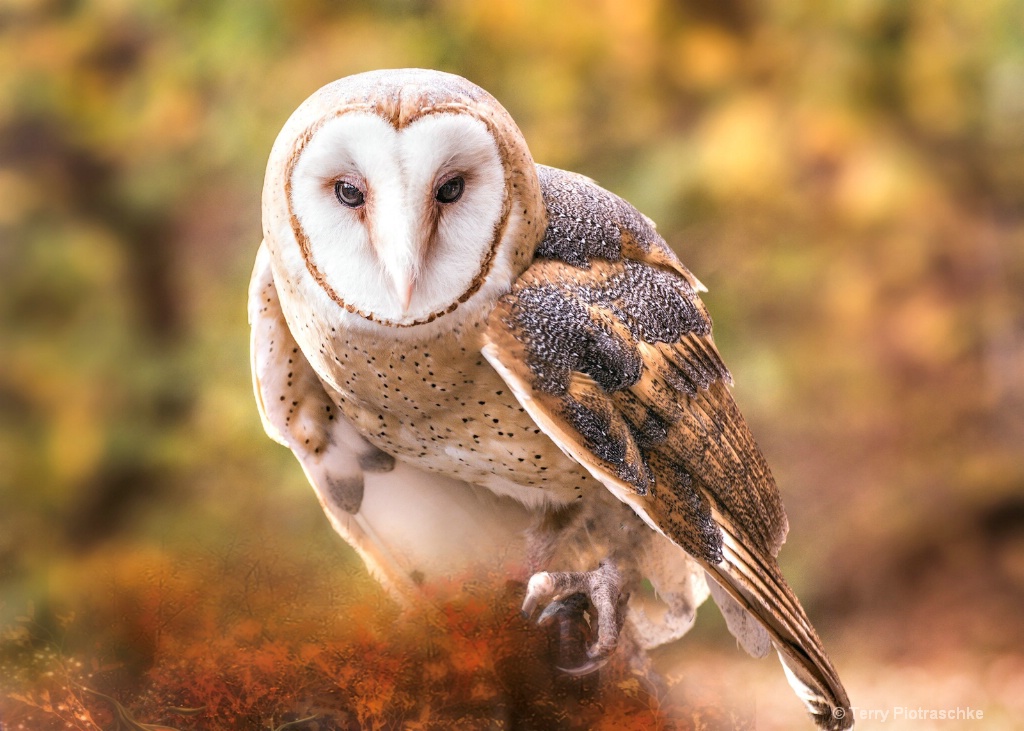 The Barn Owl - ID: 15266796 © Terry Piotraschke