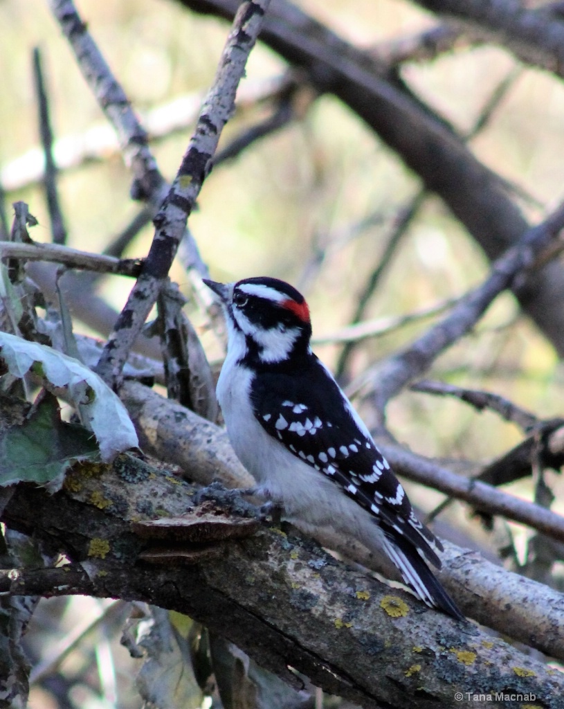 Sitting Woodpecker