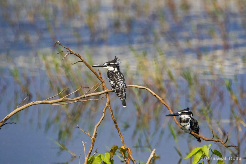 Pied Kingfisher