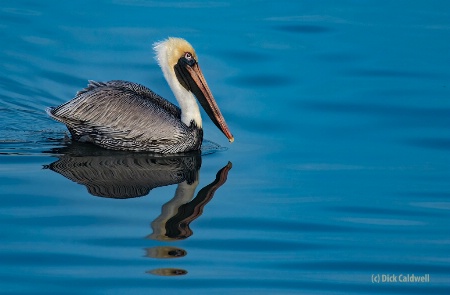 American Brown Pelican: image by Dick Caldwell