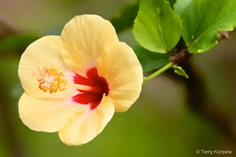 Maui Flower - ID: 15266953 © Terry Korpela