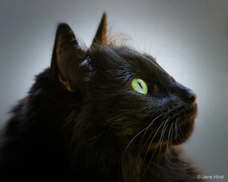 My Black Cat - Mozart