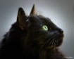My Black Cat - Mo...