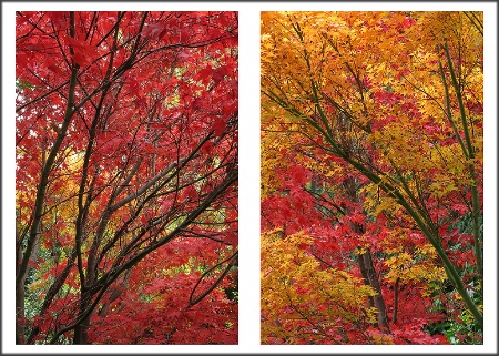 Two japanese maple trees