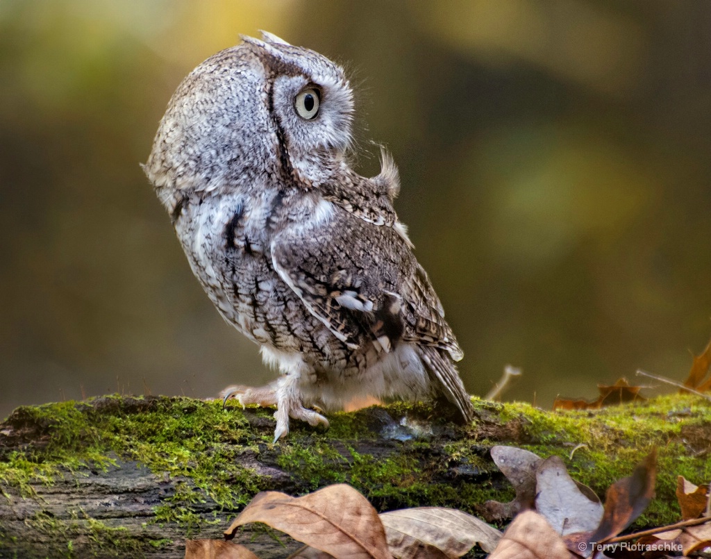 Little Screecher - ID: 15267278 © Terry Piotraschke