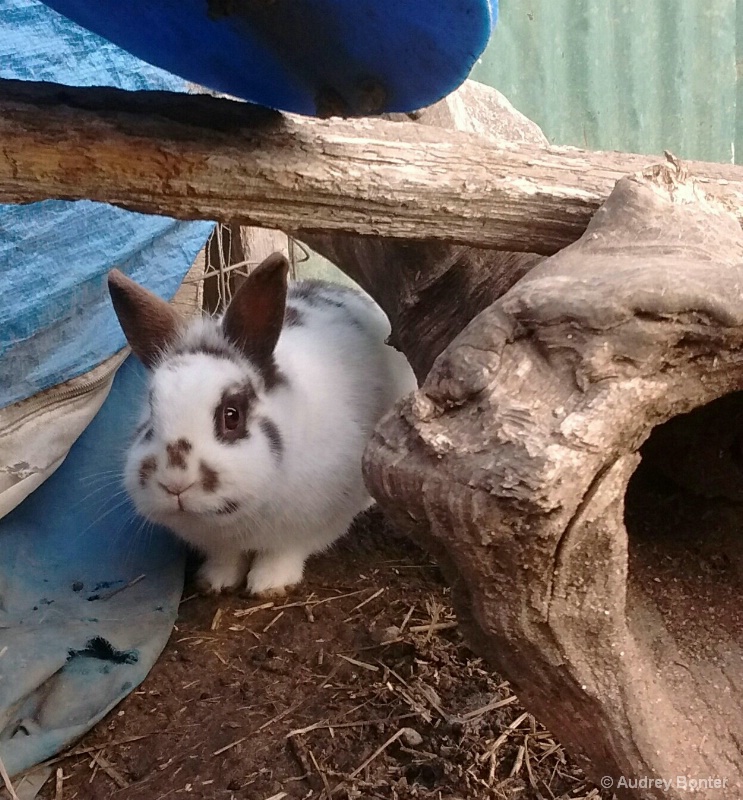 Sparky❤A Bunny Smile 😊