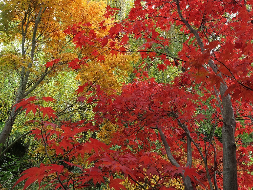 Autumn in the backyard