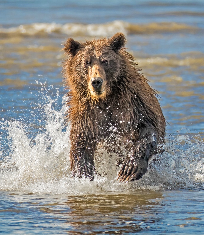 Charging Bear   