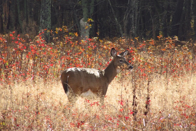 White-tailed deer 