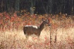 White-tailed deer...