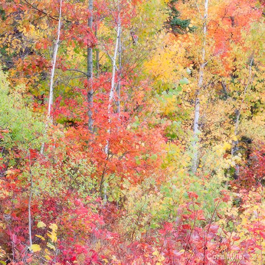 Autumn's Coat of Many Colors