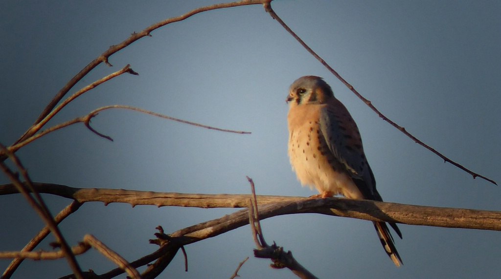 American Kestrel