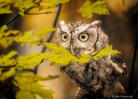 Screech Owl