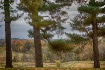 Three Trees