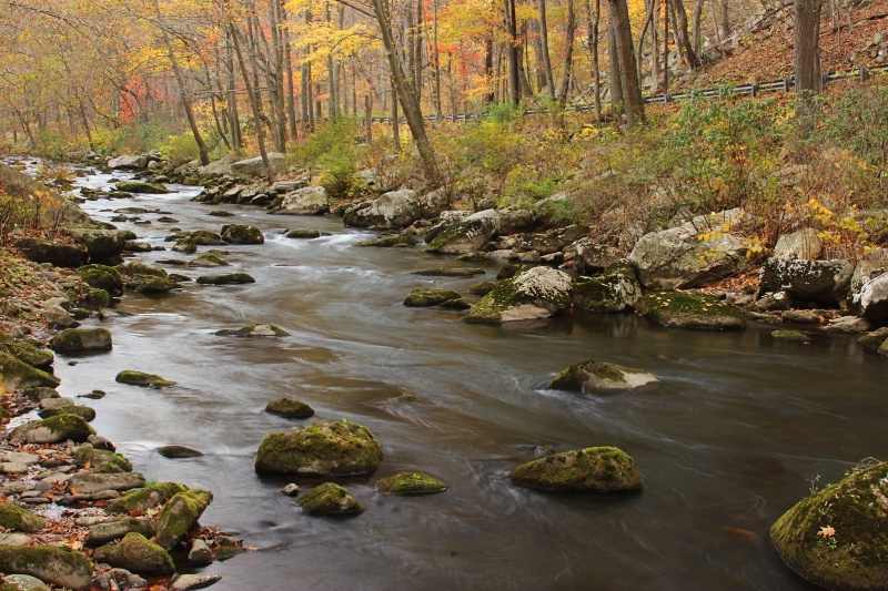 Savage River - ID: 15268101 © Tammy M. Anderson