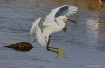 Snowy On The Move