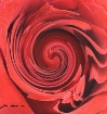 A Spin on a Rose!...