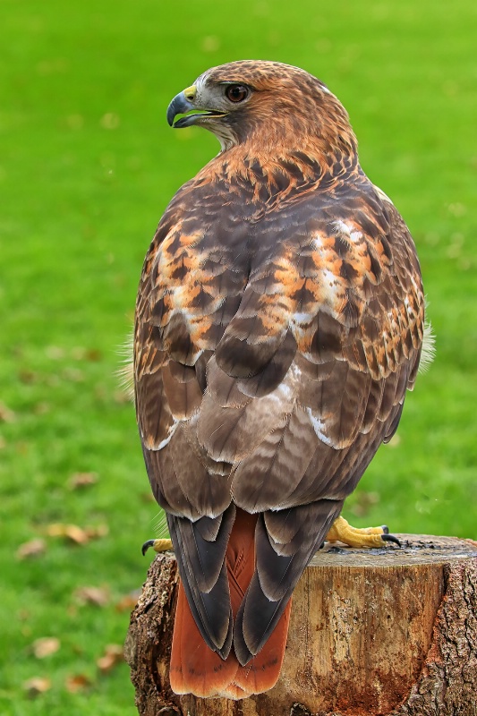 Candy, Red Tailed Hawk