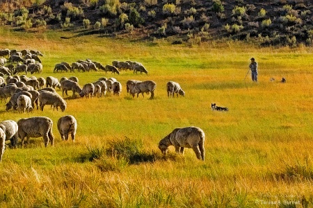 The Shepherd