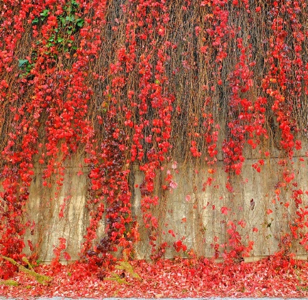 Colorfalls in red