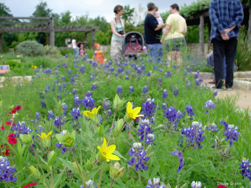 Lady Bird Johnson Wildflower Center