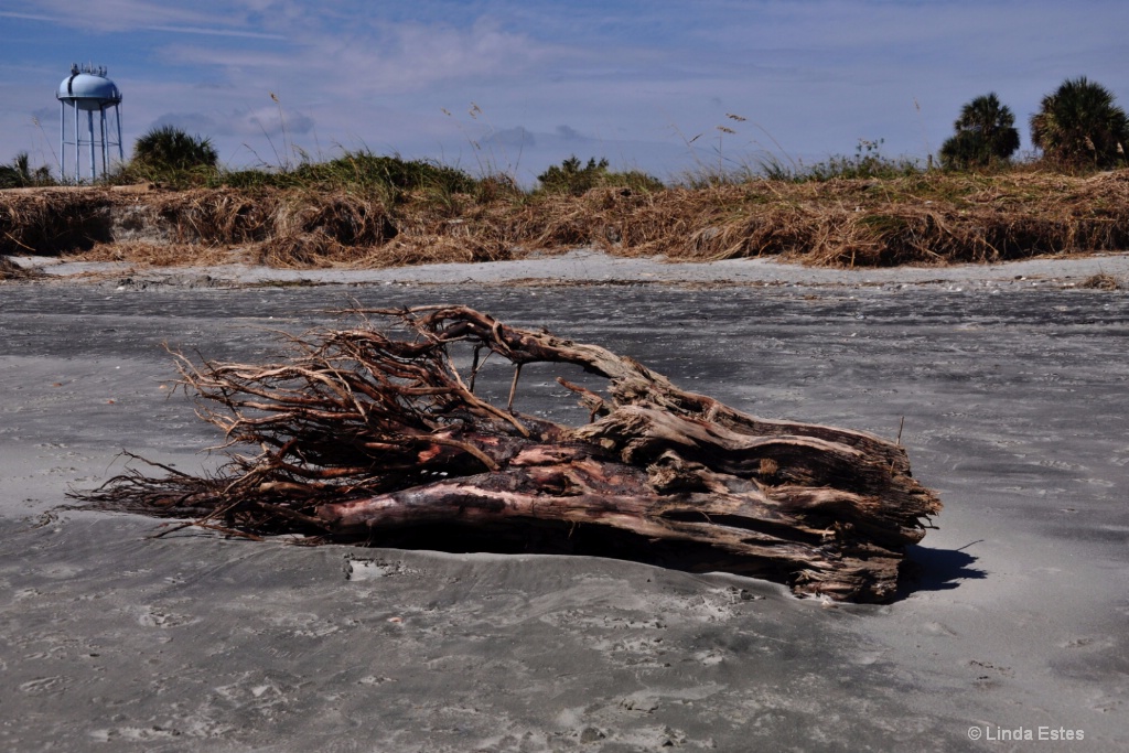 Driftwood Origins: Beyond the Hurricane - ID: 15269386 © Linda Estes