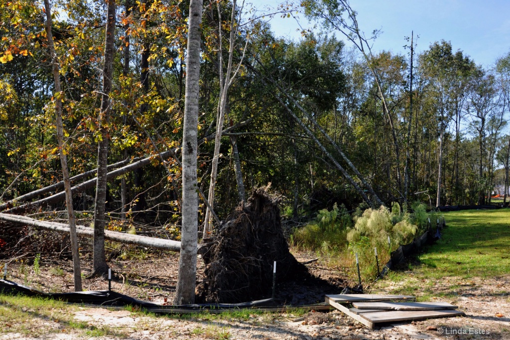 They All Fall Down: Beyond the Hurricane - ID: 15269447 © Linda Estes