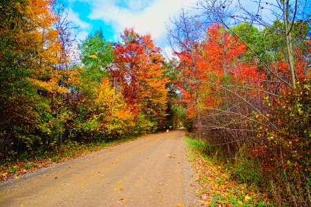 ---------"Michigan Fall Foliage"--------
