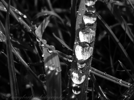 Dew Drops In The Forest Under Foot 