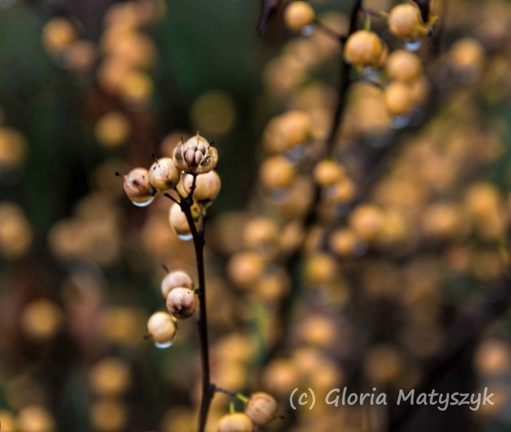 Yellow berries in the rain.  Maine, USA - ID: 15269528 © Gloria Matyszyk