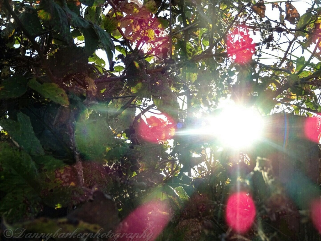 Solar Glare Through The Tree