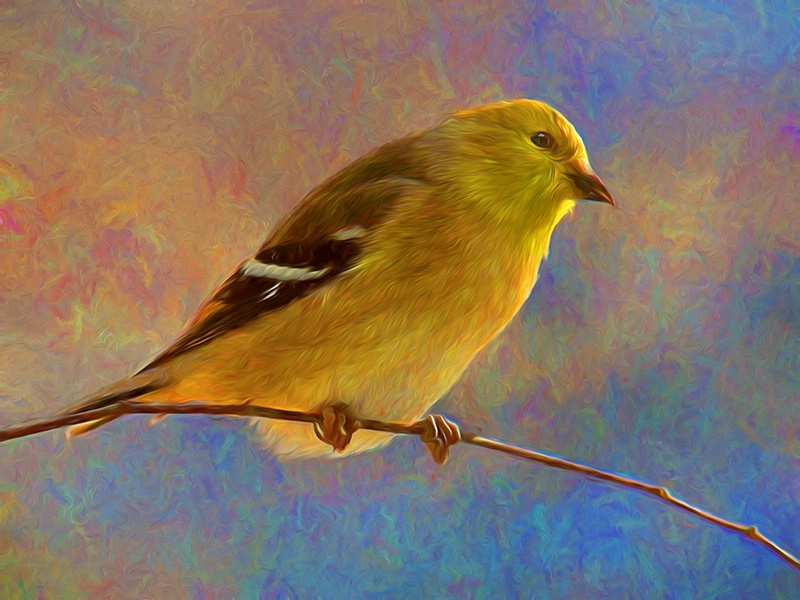 Colorful Goldfinch