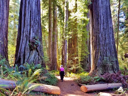 Majestic Redwoods