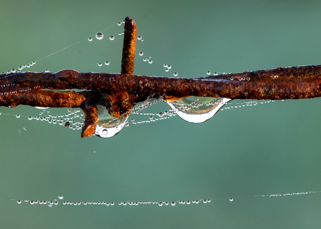 Webs, Drops, and Barbed Wire