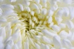 Chrysanthemum