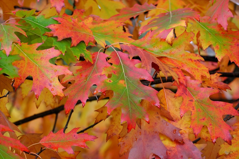 Fall Leaves