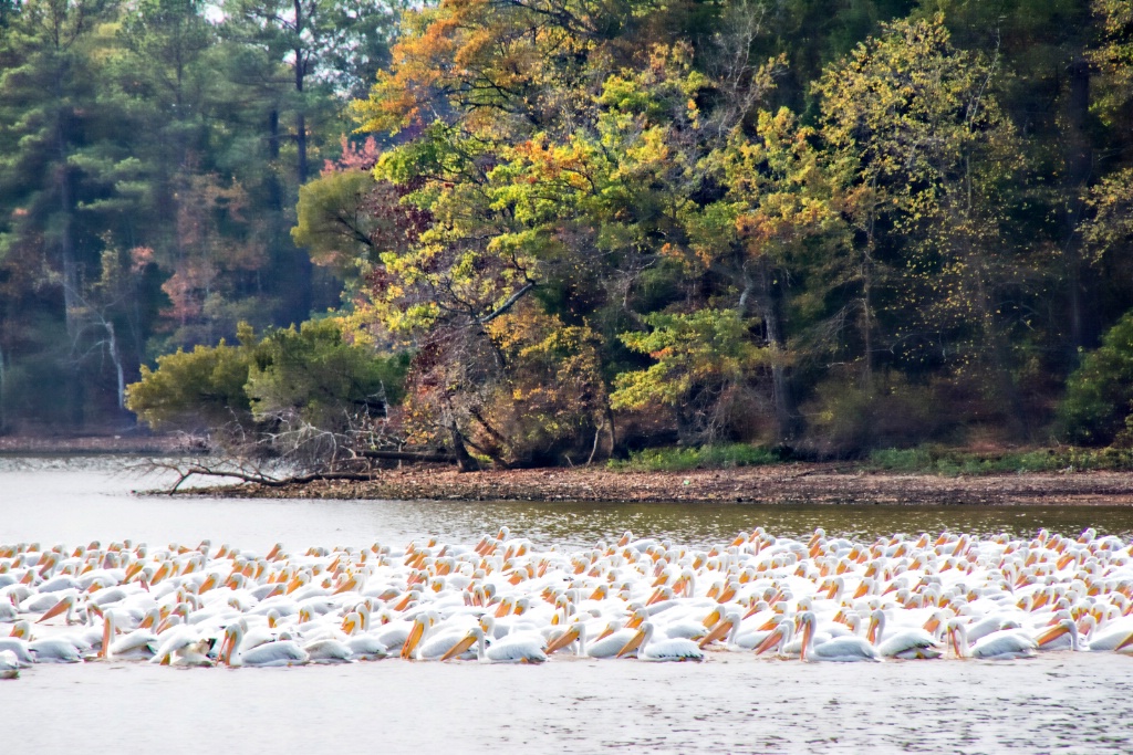American White Pelicans en masse