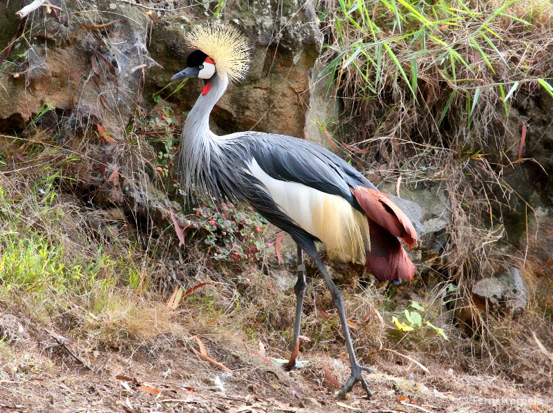 African Grey-crowned Crane - ID: 15270667 © Terry Korpela
