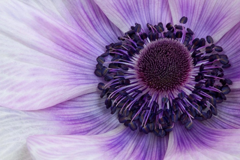 Anemone