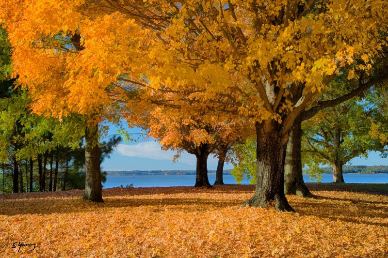 Fall Saturday; Near Jamestown, VA - ID: 15270765 © Richard S. Young