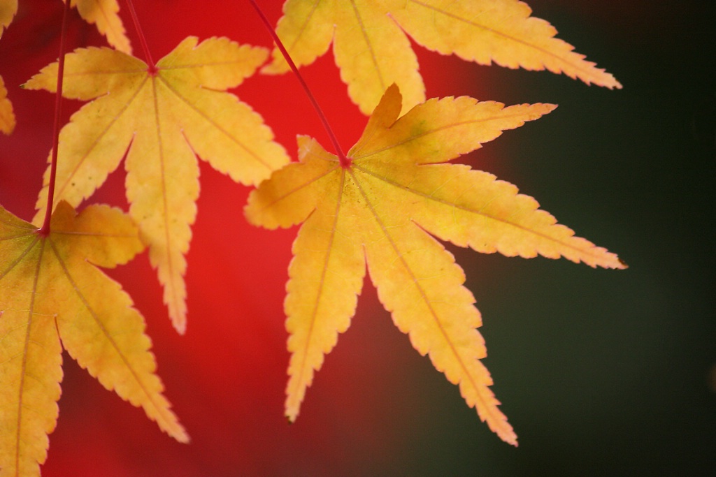 Maple leaves over red and green